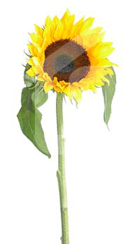 natureza_1130330