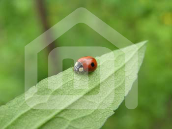 natureza_1198986