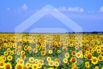 natureza_1305885