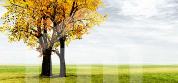 natureza_17445880