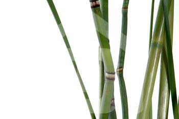 natureza_2yLhpXmLDIplyHAZS18xXEusiczi2RQR5lN3K68o