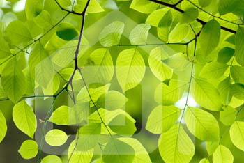 natureza_3365095