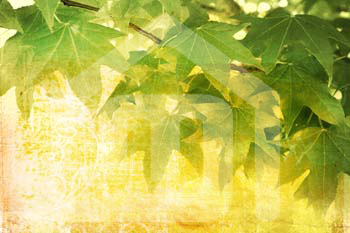natureza_3395265