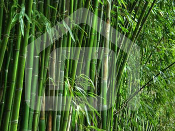 natureza_3597448