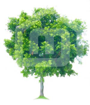 natureza_5dXvVaFwcduGtL0LY0sKM6a6Tf8R6Q7jwukP3Bmi