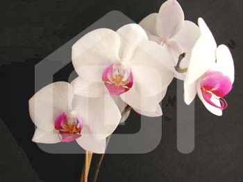 natureza_66KFKzSdcaJZkXUrD7HZpN4Xqgoi7wKIyhsOneFP