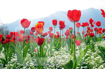 natureza_XXoKCBjaiVnQ82uc2NCPOPvMywtDiZRKf7ejDBg5