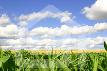 natureza_wNMrWxJts6J02QuvBGW3DN2MPxEllnELRKSWHNBA