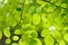 natureza_3365095