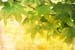 natureza_3395265