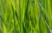 natureza_3400045