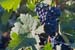 natureza_518187