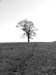 natureza_963337